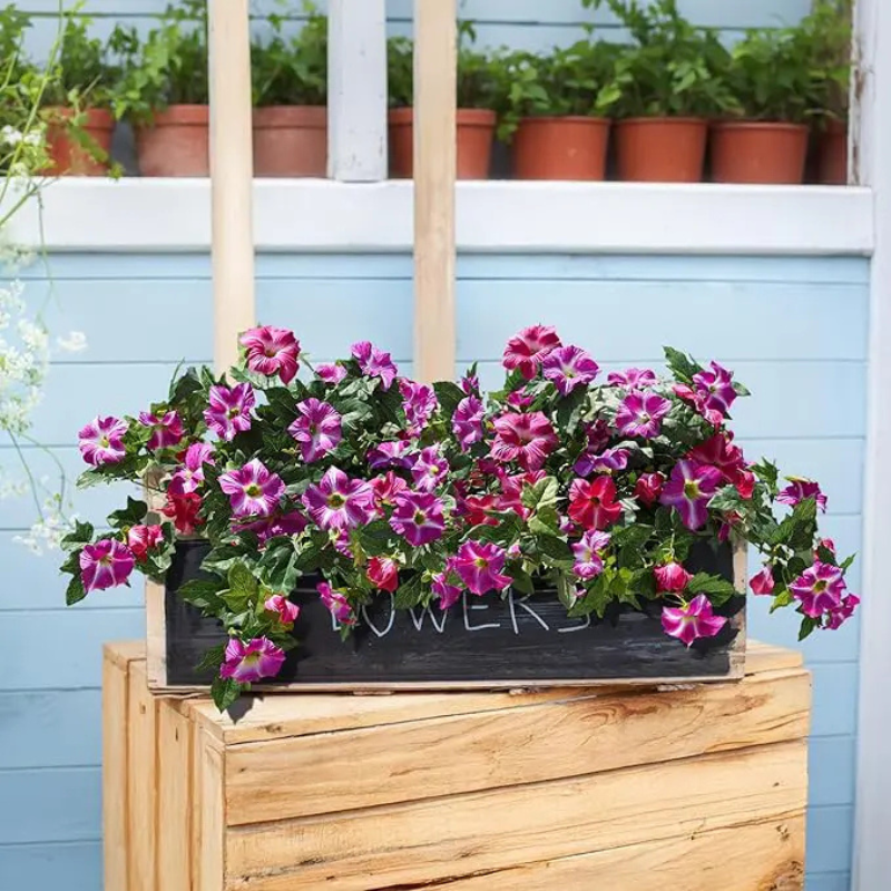 EvigPetunia™ – Fyldig blomsterpragt – uden vedligeholdelse