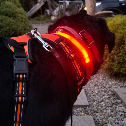 GlowPote™ - Lyser kraftigt op og oplades nemt uden batterier