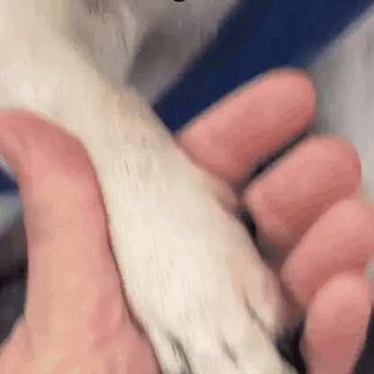 PoteKlip™ - Skånsom negleklipning – tryg og stressfri for dit kæledyr 🐾✂️